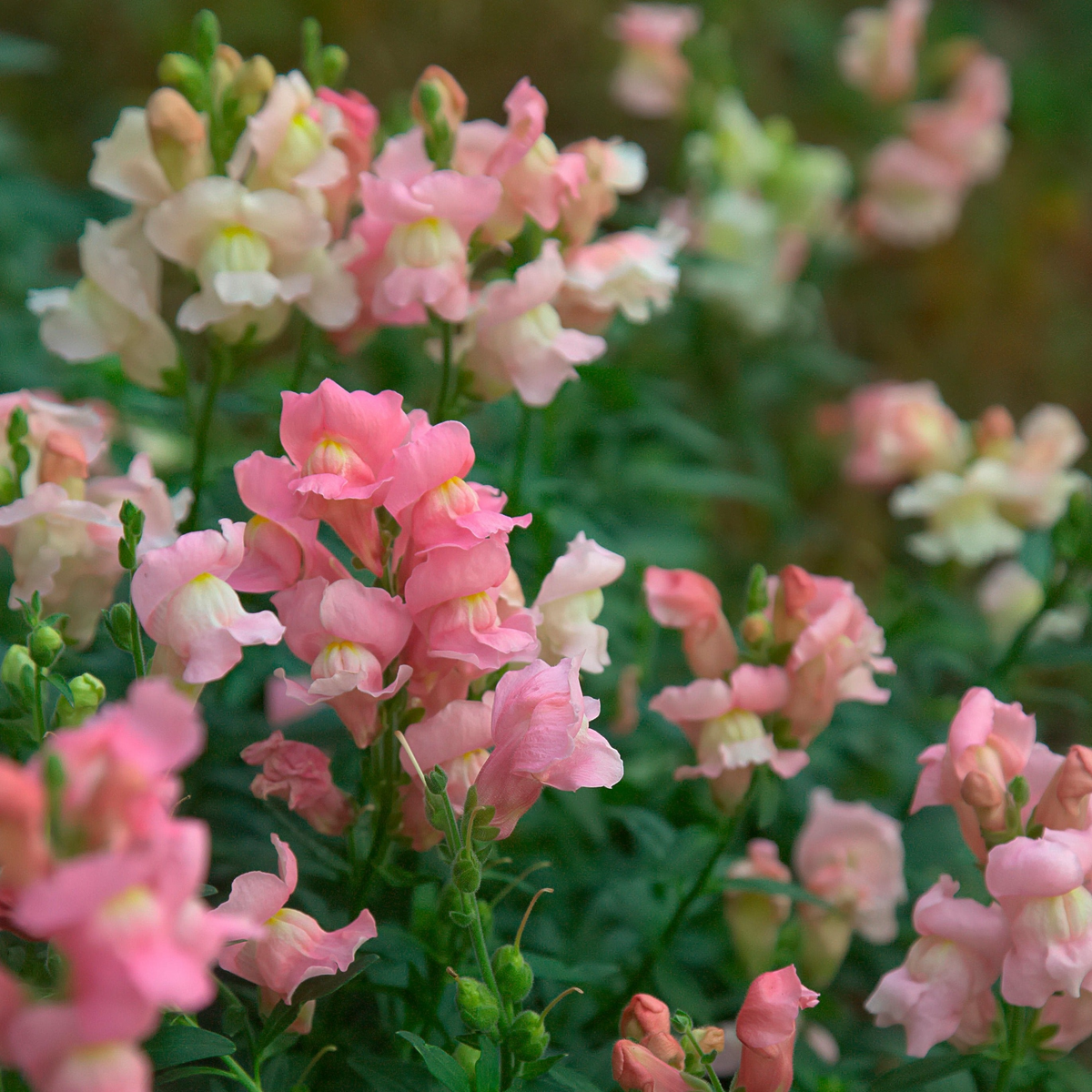 Costa Light Rose II Snapdragon Seeds (Antirrhinum majus) - 1000+ Seeds, Soft Rose-Pink Blooms