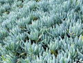 Blue Chalksticks Senecio serpens - 1 Live Plant in 4-Inch Pot