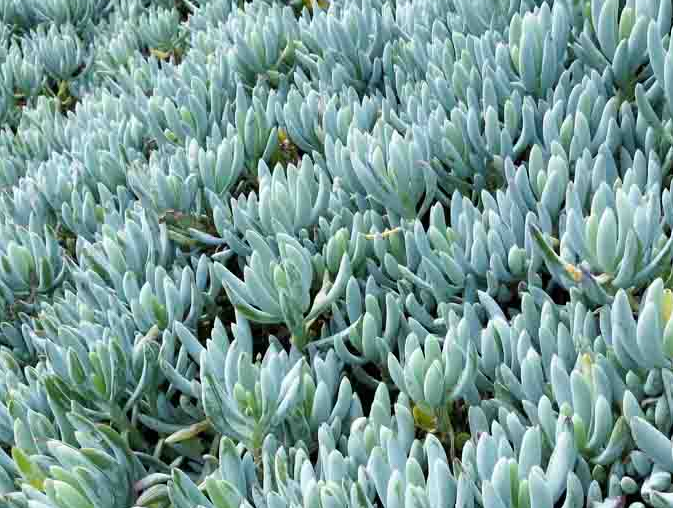 Sesleria 'Brushstrokes' Brushstrokes Moor Grass - 4-Inch Live Plant